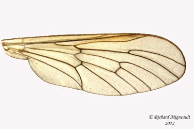 Snipe Fly - Rhagio gracilis 3 m12