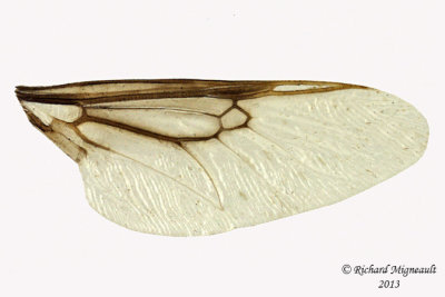Soldier Fly - Odontomyia interrupta 3 m13 7,7mm 