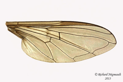 Syrphid Fly - Dasysyrphus laticaudus 3 m13 7,7mm 