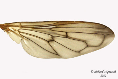 Syrphid Fly - Hammerschmidtia ferruginea 2 m12