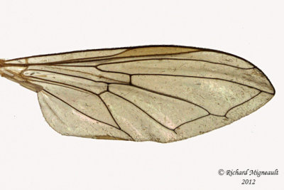 Syrphid Fly - Melanostoma mellinum3 3 m12