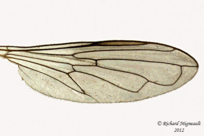 Syrphid Fly - Sphegina rufiventris 3 m12