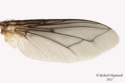 Tachinidae - Gonia sp 3 m12