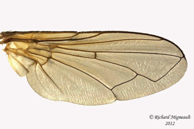 Tachinidae - Gymnoclytia sp1 2 m12