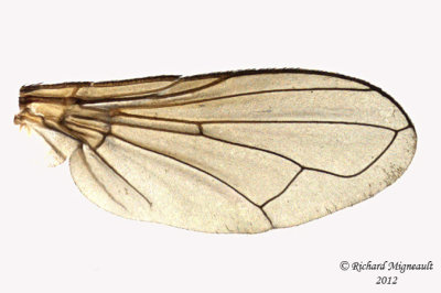 Tachinidae - Gymnoclytia immaculata 3 m12