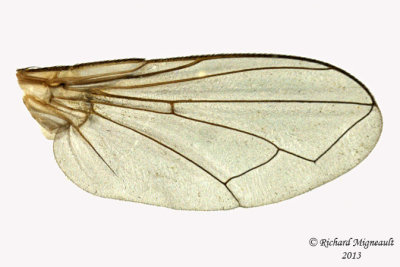 Tachinidae - Gymnoclytia sp3 3 m13 6,8mm 