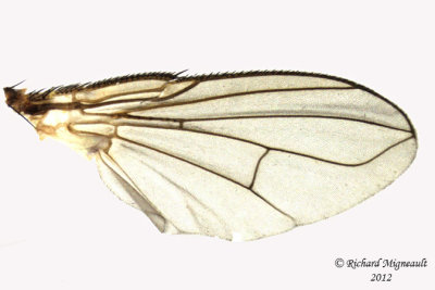 Tachinidae - Siphona sp1 3 m12