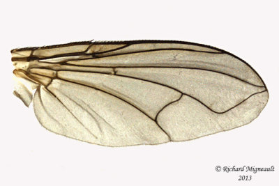 Tachinidae - Cryptomeigenia sp1 4 m13 5,8mm 