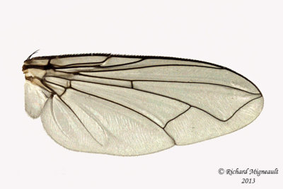 Tachinidae - Cryptomeigenia sp2 4 m13 7,5mm 