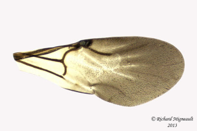Cuckoo Wasp - Omalus sp1 4 m13 3,5mm 