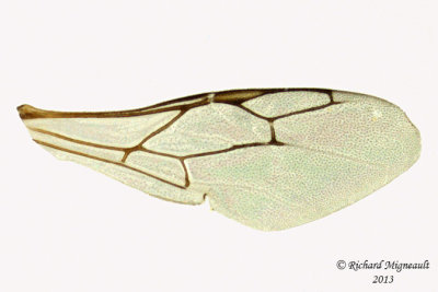 Crabronidae - Oxybelus bipunctatus 4 m13 4,3mm 
