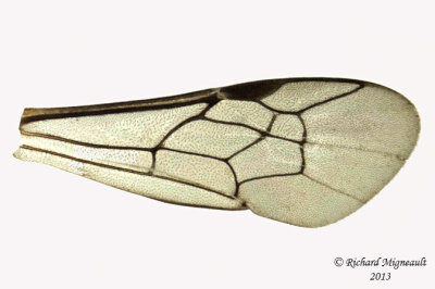 Masked Bee - Hylaeus modestus modestus 4 m13 5,1mm