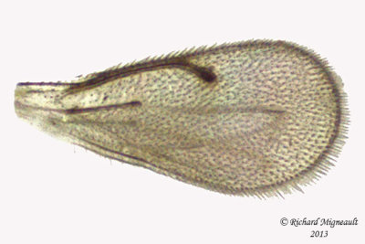 Eulophidae - sp2 4 m13 1,1mm 