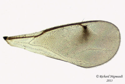 Eulophidae - Eulophinae sp 4 m13 2,6mm