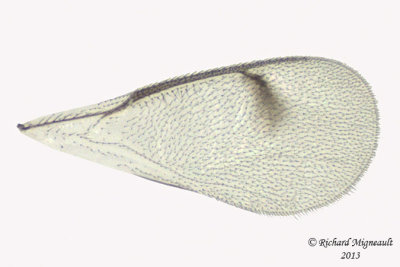Eulophidae - Subfamily Eulophinae sp1 3 m13 1,8mm 