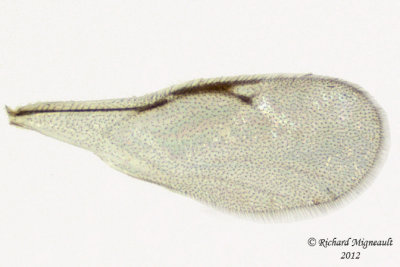 Eurytomidae - Eurytominae sp1 3 m12