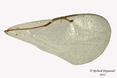 Eurytomidae - Eurytominae sp2 3 m12