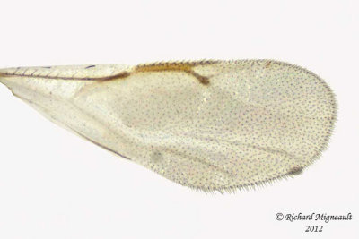 Eurytomidae - Eurytominae - Tetramesa sp1 3 m12