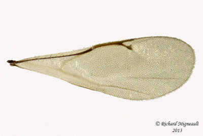 Eurytomidae - Eurytominae sp4 3 m13 3,6mm 