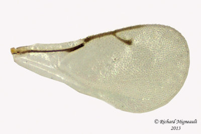 Pteromalid - Gastrancistrus sp 3 m13 2,4mm 