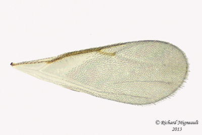 Platynocheilus sp1 4 m13 2,6mm 