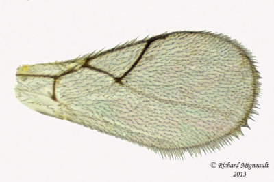 Cynipoidea - Figitidae, Subfamily Eucoilinae sp1 3 m13 1,7mm