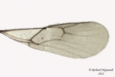 Braconid Wasp - Aphidiinae monoctonus sp1 4 m12