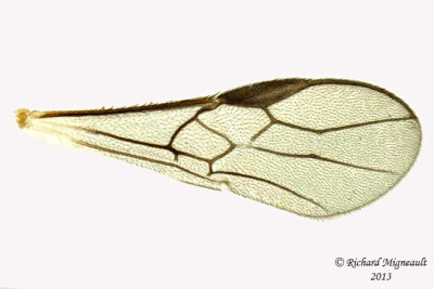 Braconid Wasp - Exothecinae-or-hormiinae sp1 5 m13 2,6mm 