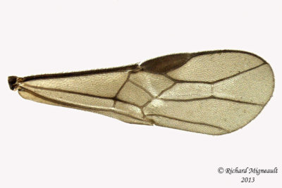 Braconid Wasp - Exothecinae-or-hormiinae sp2 5 m13 3,4mm 