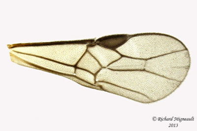 Braconid Wasp - Exothecinae-or-hormiinae sp3 5 m13 3mm 
