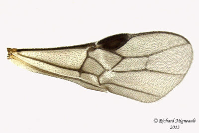 Braconid Wasp - Exothecinae-or-hormiinae sp4 5 m13 3,3mm 