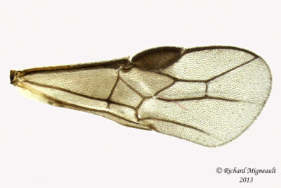 Braconid Wasp - Exothecinae-or-hormiinae sp5 5 m13 2,5mm 