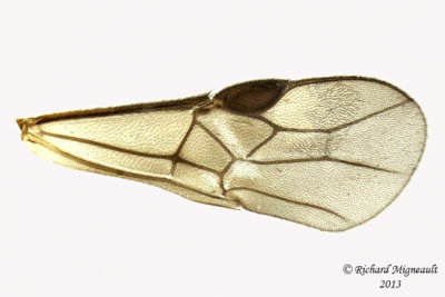 Braconid Wasp - Exothecinae-or-hormiinae sp6 5 m13 3,2mm 