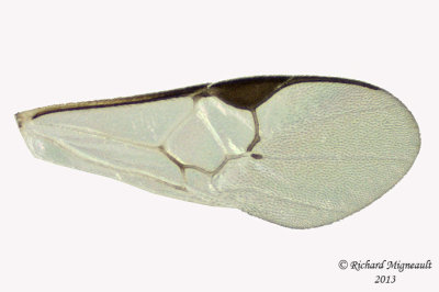 Braconid Wasp - Microgastrinae sp1 3 m13 2,5mm 