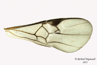 Braconid Wasp - Microgastrinae sp2 4 m13 3,3mm 