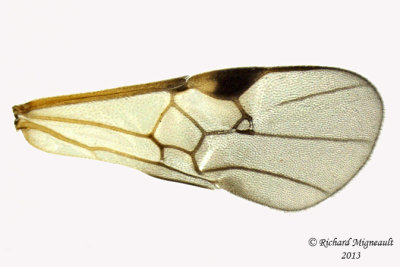 Braconid Wasp - Microgastrinae sp4 5 m13 3,8mm 