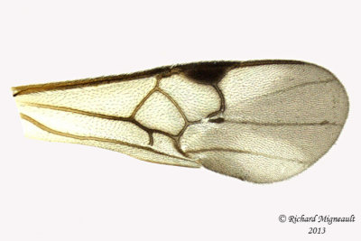 Braconid Wasp - Microgastrinae sp6 5 m13 3,9mm 