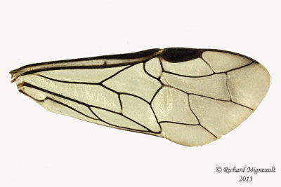 Common sawfly - Dolerus neocollaris 4 m13 10,1mm 