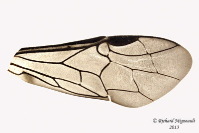 Common sawfly - Dolerus sp4 3 m13 10,1mm 