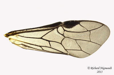 Common sawfly - Dolerus sp6 3 m13 7,4mm 