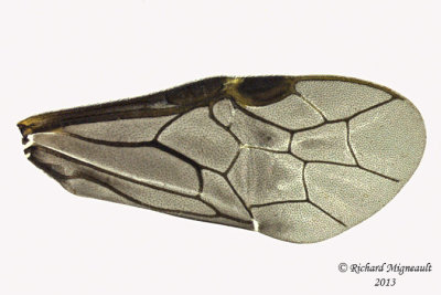 Common sawfly - Nesoselandria morio sp4 3 m13 5,9mm 
