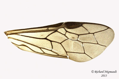 Common sawfly - Allantinae sp2 3 m13 6,2mm 