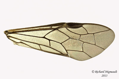 Common sawfly - Allantinae sp1 3 m13 7,6mm 