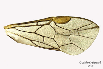 Common sawfly - Subfamily Nematinae sp1 4 m13 7,3mm 