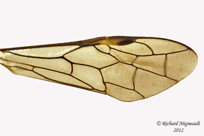 Common sawfly - Tenthredo leucostoma 2 m12
