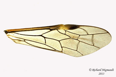 Common sawfly - Tenthredo sp3 5 m13 10,3mm 