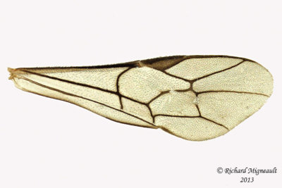 Ichneumon Wasp - Glypta sp1 5 m13 6,7mm 