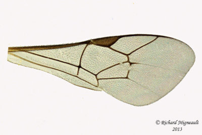 Ichneumon Wasp - Trathala sp1 5 m13 10,1mm 
