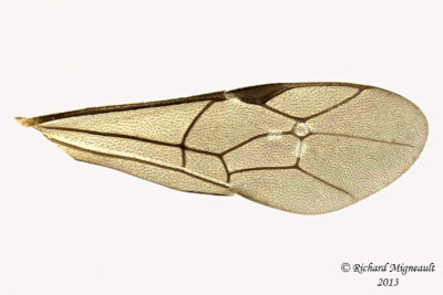Ichneumon Wasp - Tribe Cryptini sp1 4 m13 5,2mm 
