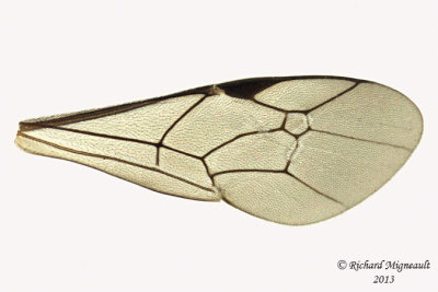 Ichneumon Wasp - Tribe Cryptini sp2 5 m13 7,6mm 